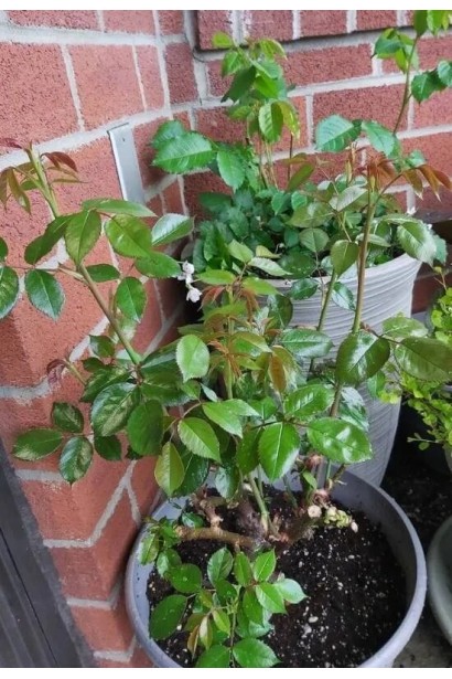 Троянда плетиста Цезарь контейнер